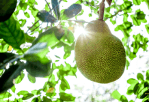 Hvað er þetta Jackfruit?